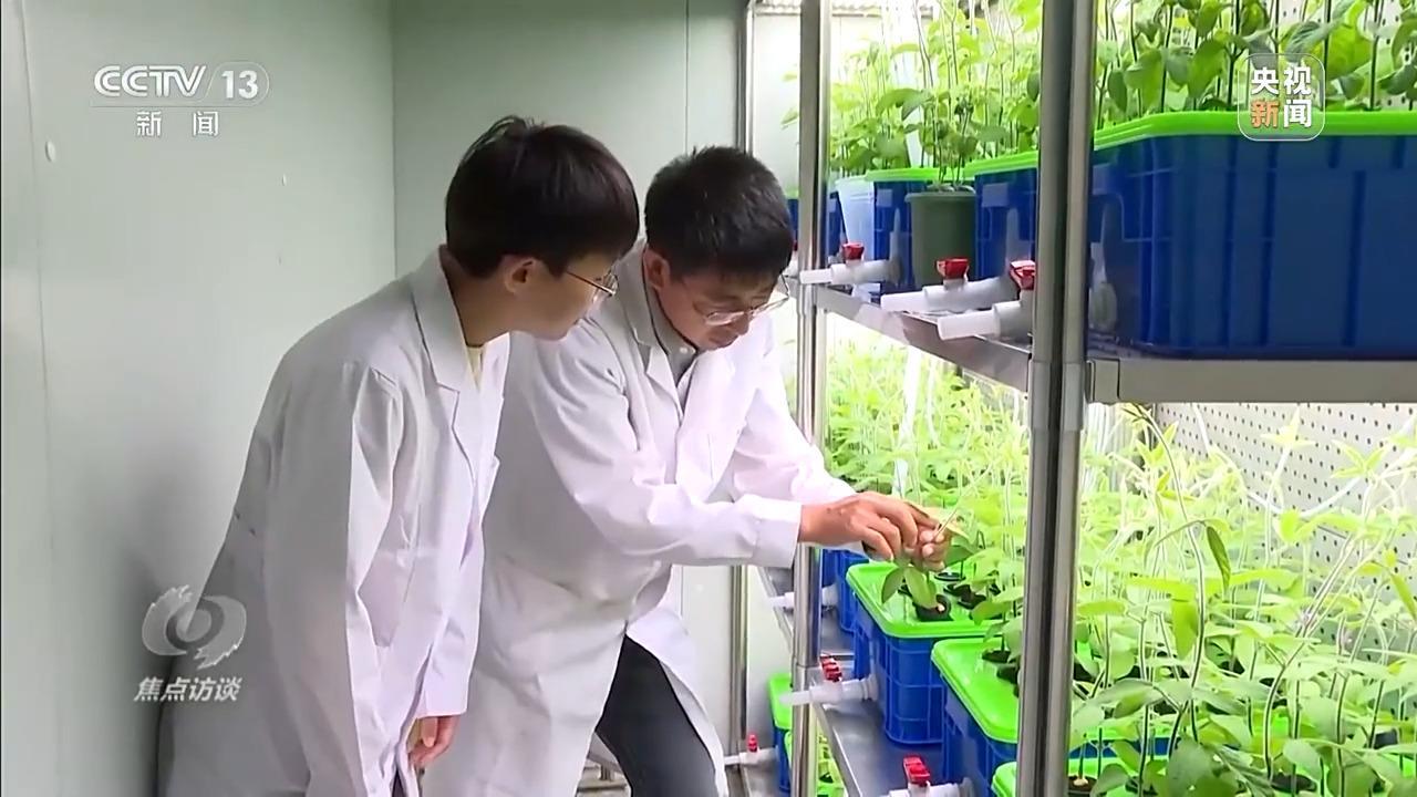 焦点访谈丨从抗旱到抢收 解读粮食增产背后的“密码”