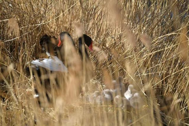 圆明园8只圆滚滚黑天鹅幼崽萌翻游客